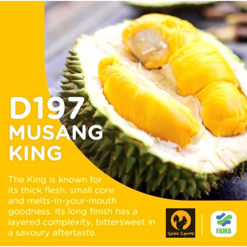 D197 MUSANG KING